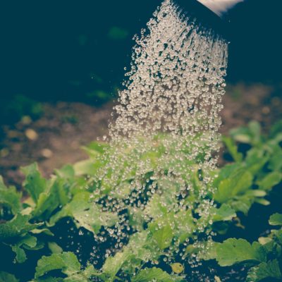 Soft Rebellion: Everyday Acts of Resistance That Keep You Grounded